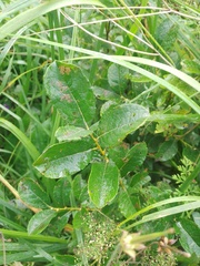 Salix starkeana
