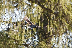 Nucifraga caryocatactes