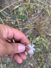 Dianthus arenarius