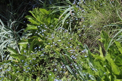 Myosotis semiamplexicaulis