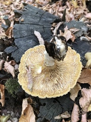 Neolentinus lepideus