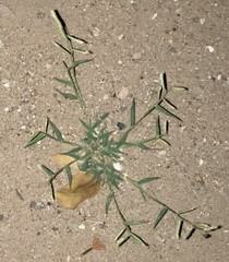 Bouteloua barbata barbata