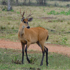 Blastocerus dichotomus
