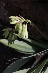 Ornithogalum regale