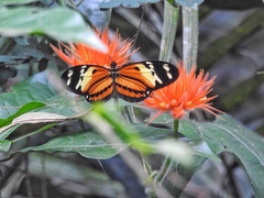 Heliconius numata