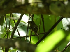Empidonax