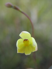 Thelymitra flexuosa