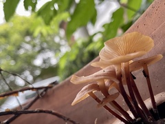 Tubaria furfuracea