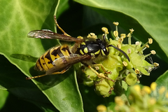 Vespula vulgaris