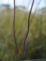 Thelymitra flexuosa