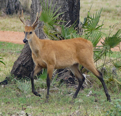 Blastocerus dichotomus