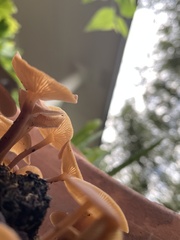Tubaria furfuracea