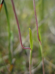 Thelymitra flexuosa