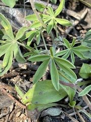 Lupinus lepidus