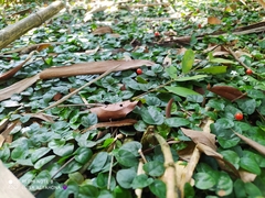 Geophila repens