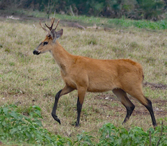 Blastocerus dichotomus