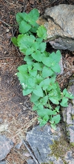 Nepeta cataria