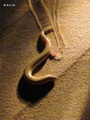 Chalcides sepsoides
