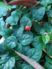 Geophila repens