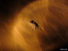 Stenodactylus petrii