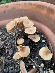 Tubaria furfuracea