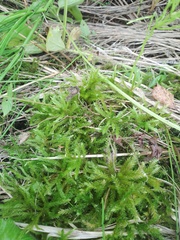 Climacium dendroides