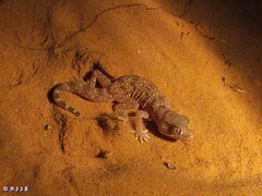 Stenodactylus sthenodactylus