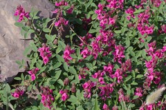 Indigofera amoena