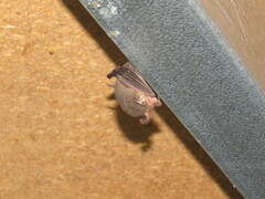 Nyctophilus