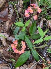 Kennedia coccinea