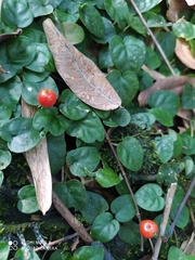 Geophila repens