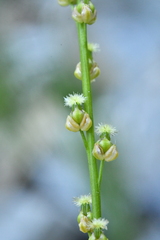 Triglochin palustris