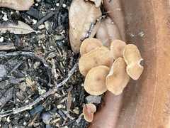 Tubaria furfuracea