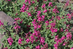 Indigofera amoena