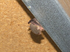 Nyctophilus