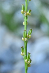Triglochin palustris