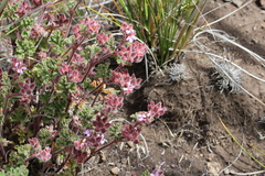 Pelargonium capituliforme