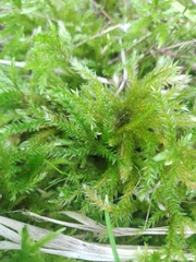 Climacium dendroides