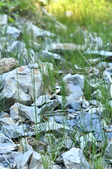 Triglochin palustris