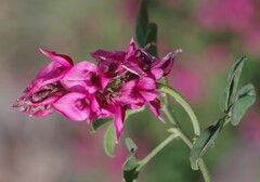Indigofera amoena