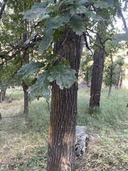 Quercus macrocarpa