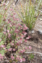 Pelargonium capituliforme