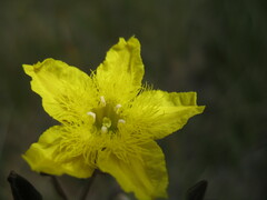 Ornduffia calthifolia