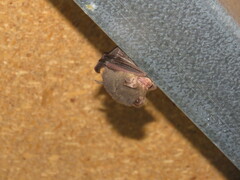 Nyctophilus