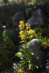 Solidago decurrens