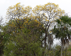 Tabebuia aurea