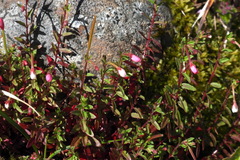 Epilobium amurense