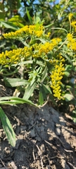 Solidago canadensis