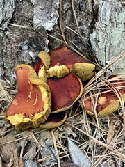 Hortiboletus rubellus