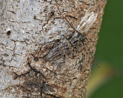 Elaphidion